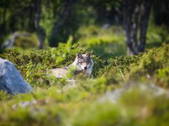 Czy wilki zaatakują ludzi? Wilk w pomorskich lasach
