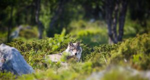 Czy wilki zaatakują ludzi? Wilk w pomorskich lasach