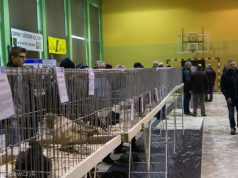 Pokaz Gołębi w Nowej Wsi Lęborskiej