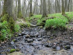 Las - Międzynarodowy Dzień Lasów