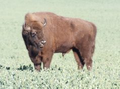 Zamiast zająca ŻUBR – w święta spacerował po gminie Wicko