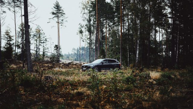 Volvo Car Poland - wypożyczalnia choinek