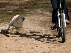 Pogoń psa za rowerem może skutkować upadkiem rowerzysty, kolizją bądź wypadkiem.