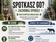 Jak zachować się podczas spotkania z wilkiem?