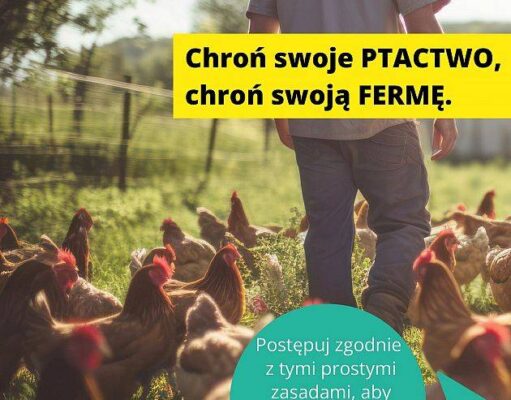 Zalecenia dla hodowców drobiu w powiecie lęborskim w związku z zagrożeniem ptasią grypą Zalecenia dla hodowców drobiu w powiecie lęborskim w związku z zagrożeniem ptasią grypą