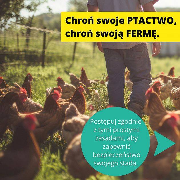 Zalecenia dla hodowców drobiu w powiecie lęborskim w związku z zagrożeniem ptasią grypą Zalecenia dla hodowców drobiu w powiecie lęborskim w związku z zagrożeniem ptasią grypą